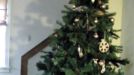 Our cat, our Christmas tree, & time lapse