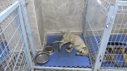 Ayağı ve Kuyruğu Kesilen Köpek Tedavi Altına Alındı