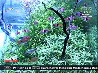 Aquascape, Taman Bawah Air dalam Akuarium