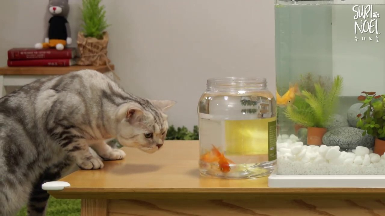 Installation d'un aquarium... devant des chats trop curieux !