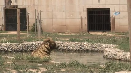 Boz Ayı ve Maymunların Buz Kokteyli Keyfi