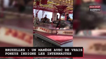 Belgique : un manège avec de vrais poneys indigne les internautes (Vidéo)