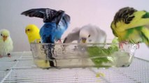 Parakeets Bathing, Swimming, & Taking a Bath ~Very Cute~