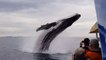 Un baleine à bosse éclabousse un bateau de touristes (Australie)