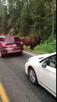 Don't Approach the Bison in Yellowstone National Park || ViralHog