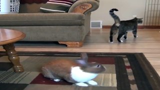 Rabbits And Cats