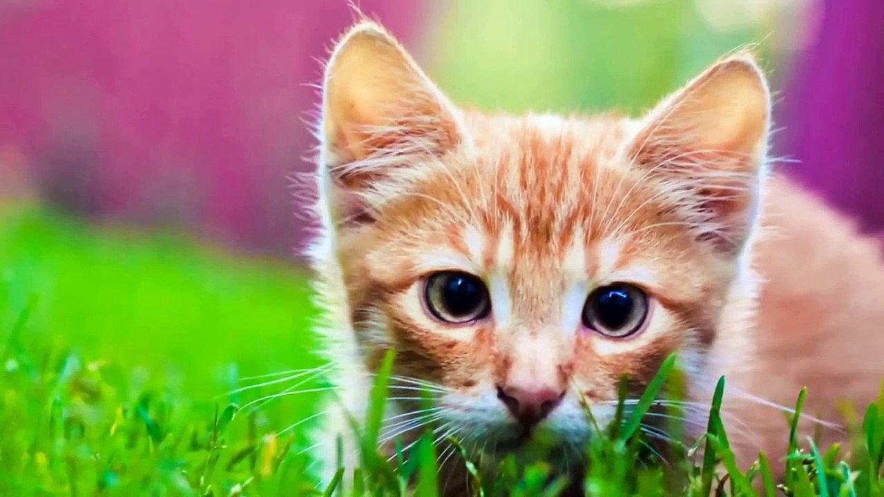 musica para gatos para relajarse y dormir