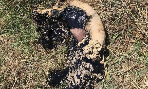 Eriyen asfaltta yapışan köpeğin imdadına vatandaş koştu