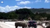 فيديو سيارة سياح تتعرض لهجوم وحشي من وحيد قرن وهذا هو مصيرهم
