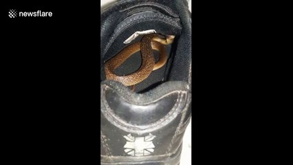 Boy survives after being bitten by baby cobra hiding in his shoe