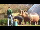 Il nourrit ses 2 hippopotames de compagnie... Adorable