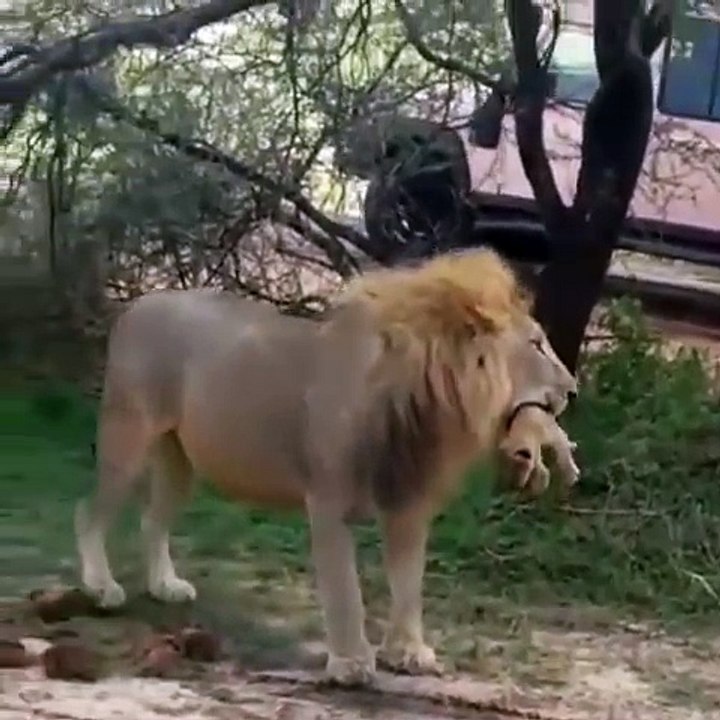 Quand papa lion s'occupe des petits