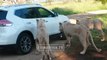 Une lionne vient ouvrir la portiere d'une voiture en plein safari