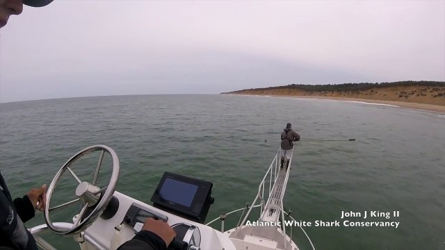 Un pecheur surpris par un grand requin blanc juste sous ses pieds... Impressionnant