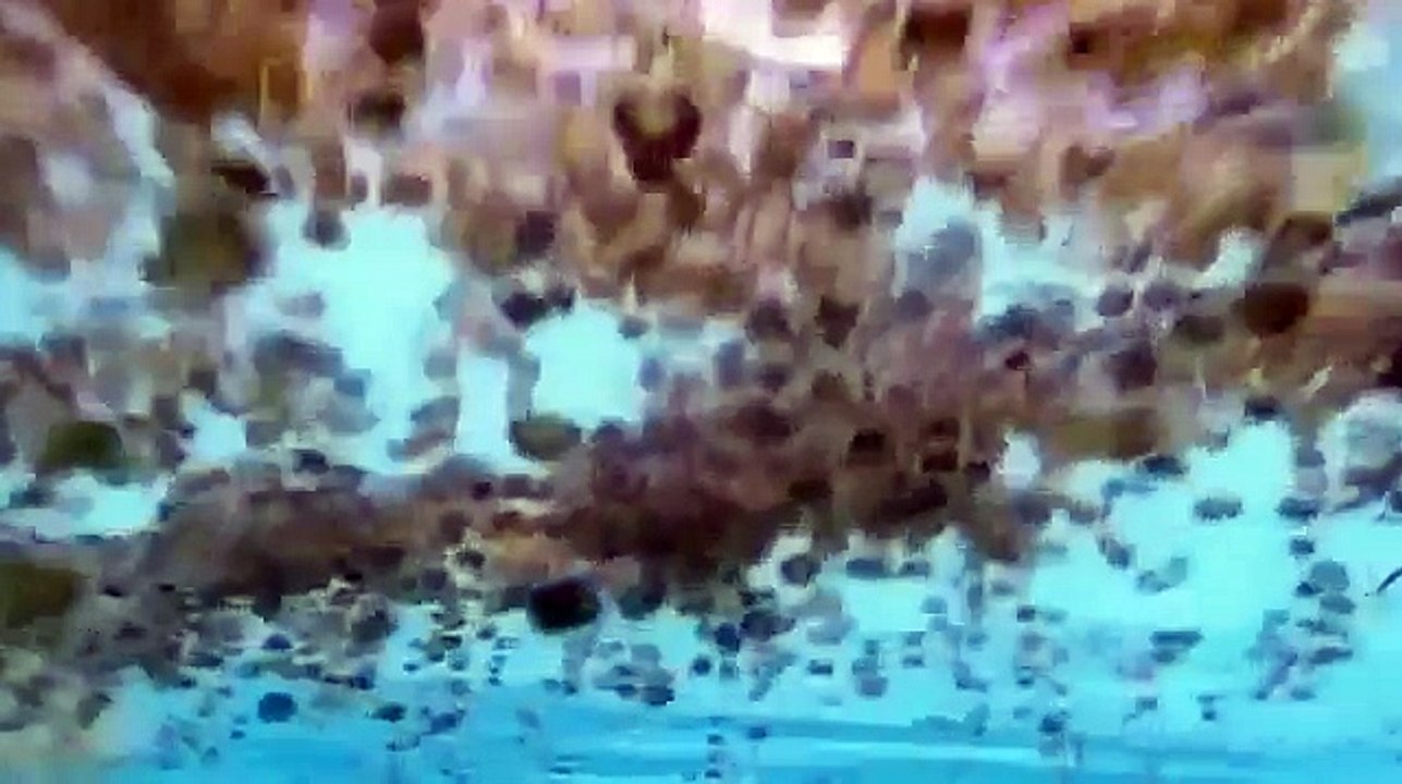 Snake Documentary National Geographic Channel Worlds Deadliest Animals Australia Documentary 9