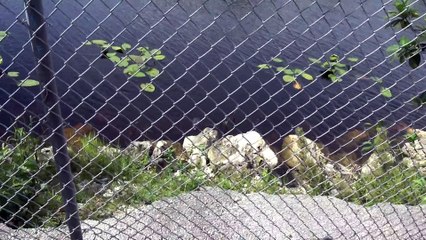 ALLIGATOR SEEN AT REST STOP IN FLORIDA EVERGLADES