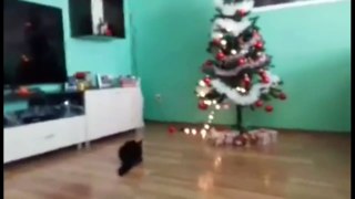 Cats Really Love Christmas Funny Cats and Christmas Trees Compilation