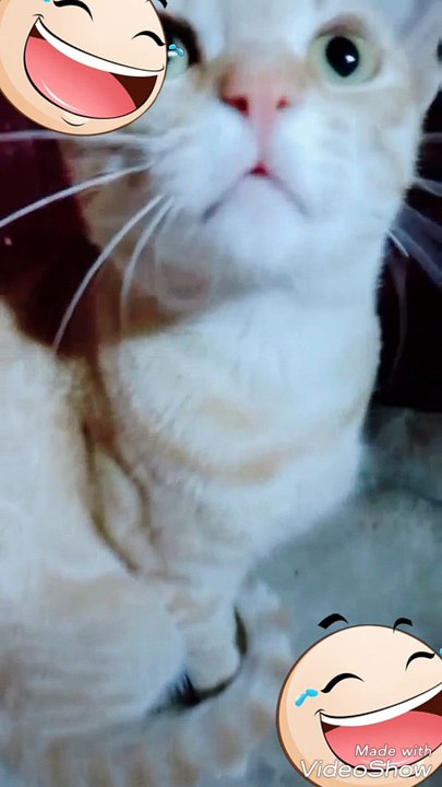 Browny cat is watching