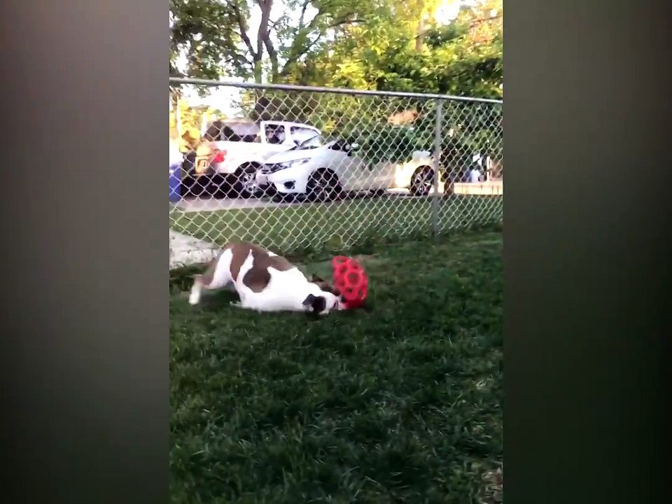 These dogs are so hilarious 