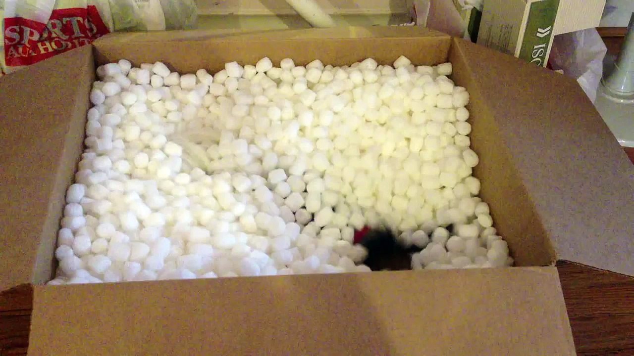 Ball Pit for Little Dogs