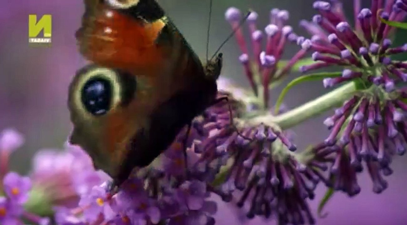 Nature  039 s Microworlds S01  E15 Making Worlds