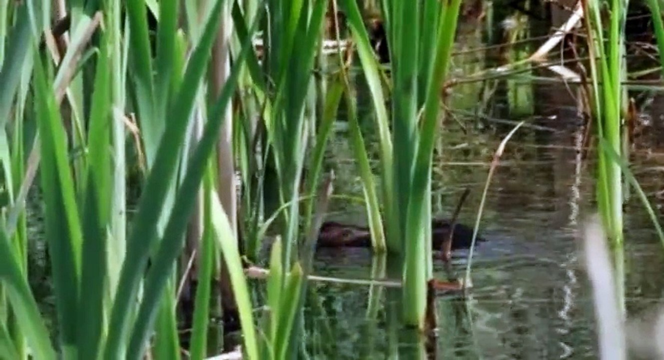 Nature Nuts with Julian Clary S01  E01 Walsall - Part 02