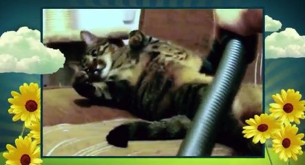 America Cutest S03xxE02 Dog Happy Hounds - Part 03