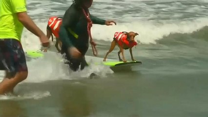 شاهد: البطولة الثالثة لركوب الأمواج للكلاب بكاليفورنيا