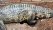 All about Crocodiles - MotherCrocodile laying eggs