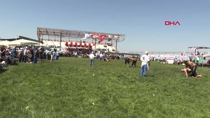 Zonguldak - Dağköy Yağlı Güreşleri'nde Başpehlivan Serhat Gökmen Oldu