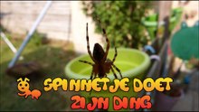 Spinnetje doet rustig zijn dingetje..