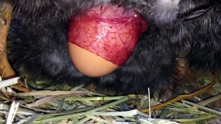 Chicken laying an egg! (CLOSE UP)