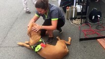 Stambruges : Janis teste le massage canin (2)