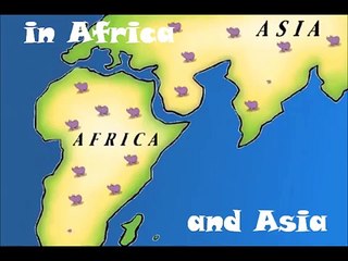 The Rhino Song with Lyrics