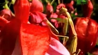 Natures Perfect Predators Praying Mantis
