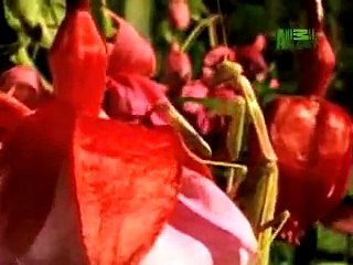 Natures Perfect Predators Praying Mantis