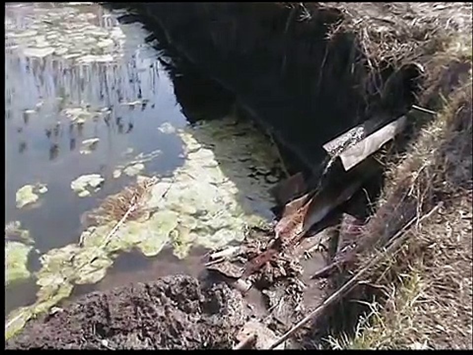Мой прудик весной цветет и пахнет.
