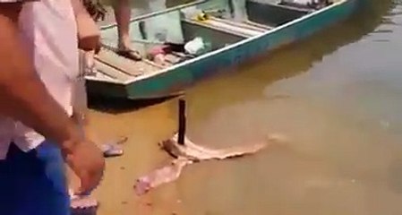 Así es como las pirañas devoran a sus presas