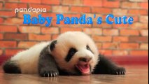 Adorables Pandas Bebes Recopilación (2018)