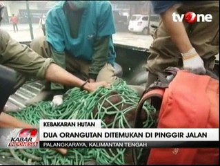 Hindari Kepungan Asap, 2 Orangutan Ditemukan di Pinggir Jalan