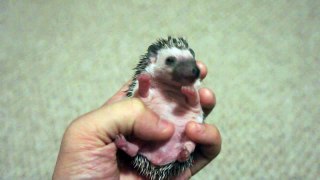 Baby Hedgehog Yawn