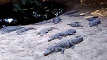 All About Crocodiles - Giant Sleeping Crocodile