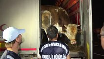 İstanbul İl Tarım ve Orman Müdürlüğü Anadolu yakasından Avrupa yakasına hayvan geçişleri denetimlerini arttırdı