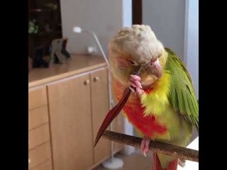 Quand une perruche fait sa toilette avec une plume