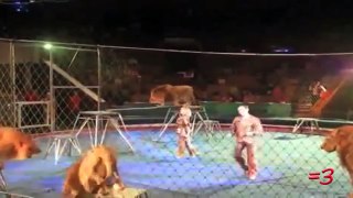 Lion Attacks Trainer