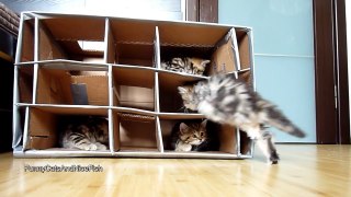 Funny and Cute Kittens playing with Handmade Fort