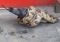 London Passerby Discovers Snake Feeding on Pigeon