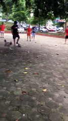 Dog is playing soccer with the kids on park