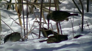 猫のための娯楽、猫の動画、