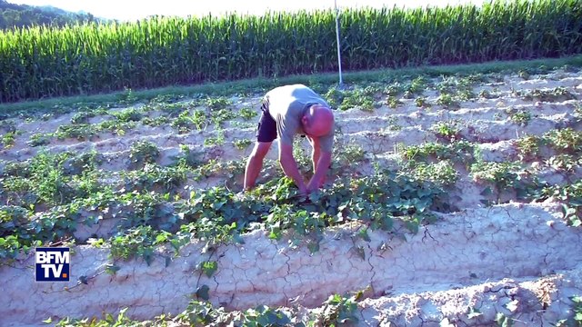 Canicule: 39 départements sont concernés par une restriction de consommation d'eau